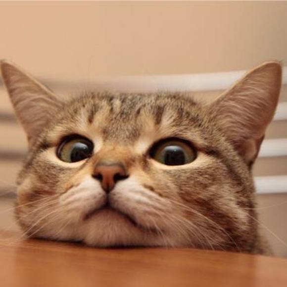 Meet your Posher, Vuong - Picture 1 of 1